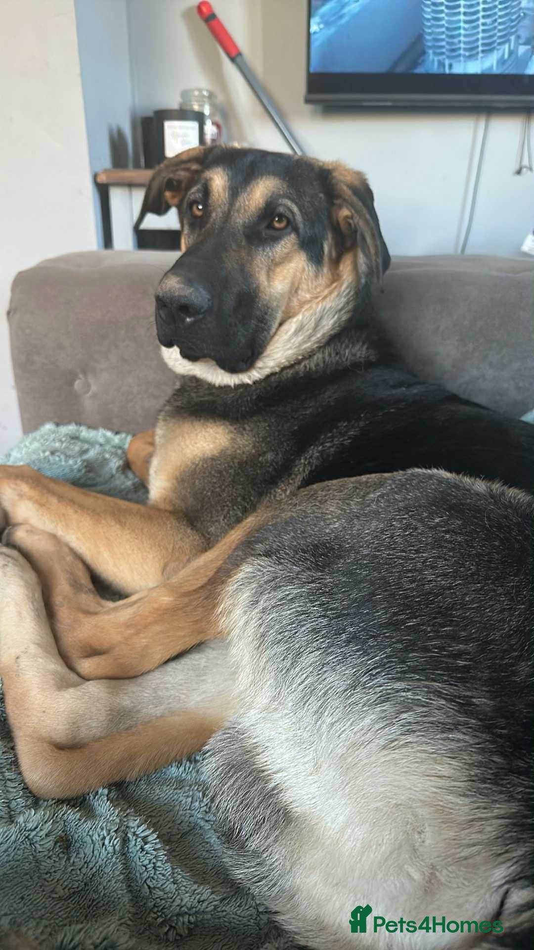 Mixed Breed dogs for adoption: Amigo the puppy that wants to be your friend - Advert 6