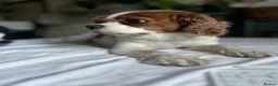 Cavalier King Charles Spaniel dogs for sale: Coco cavalier King Charles  - Advert 3
