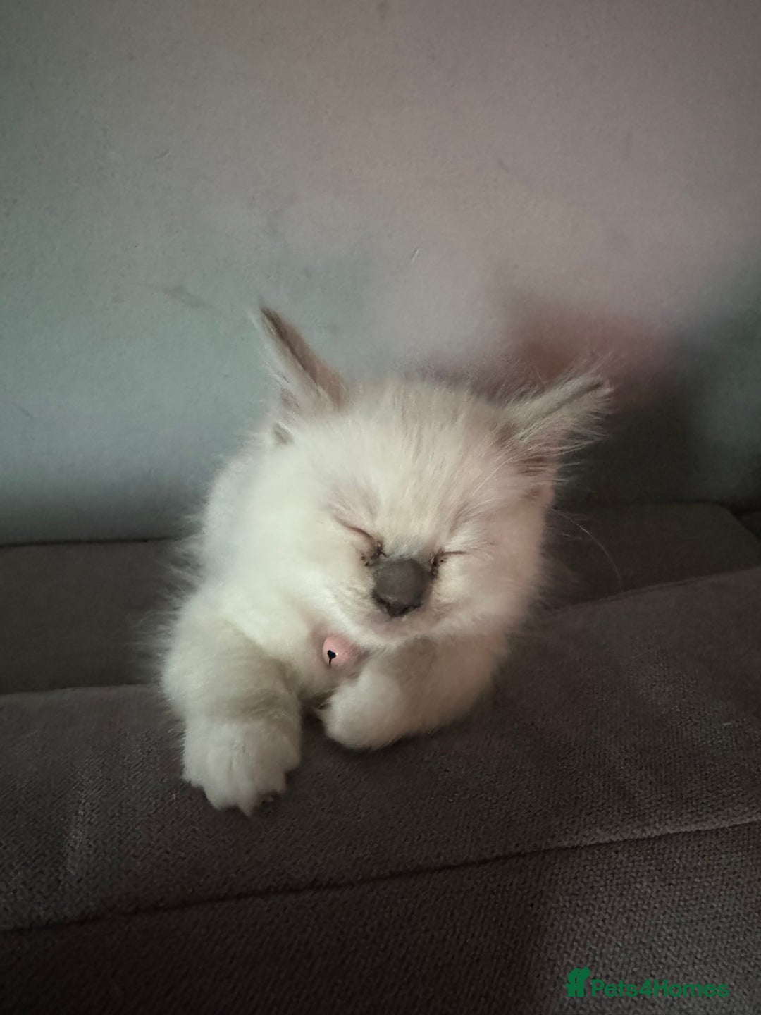 Ragdoll cats for sale: 3 Female Purebred Ragdoll Kittens - Image 5