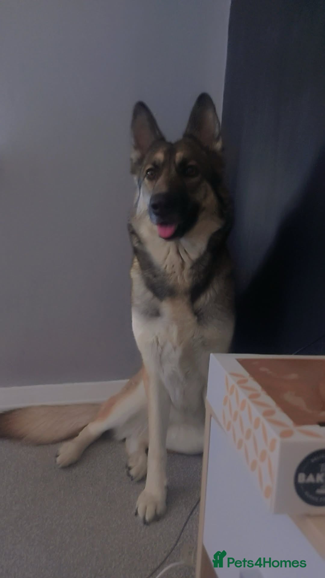 German Shepherd dogs for sale: River female German shepherd  - Advert 5