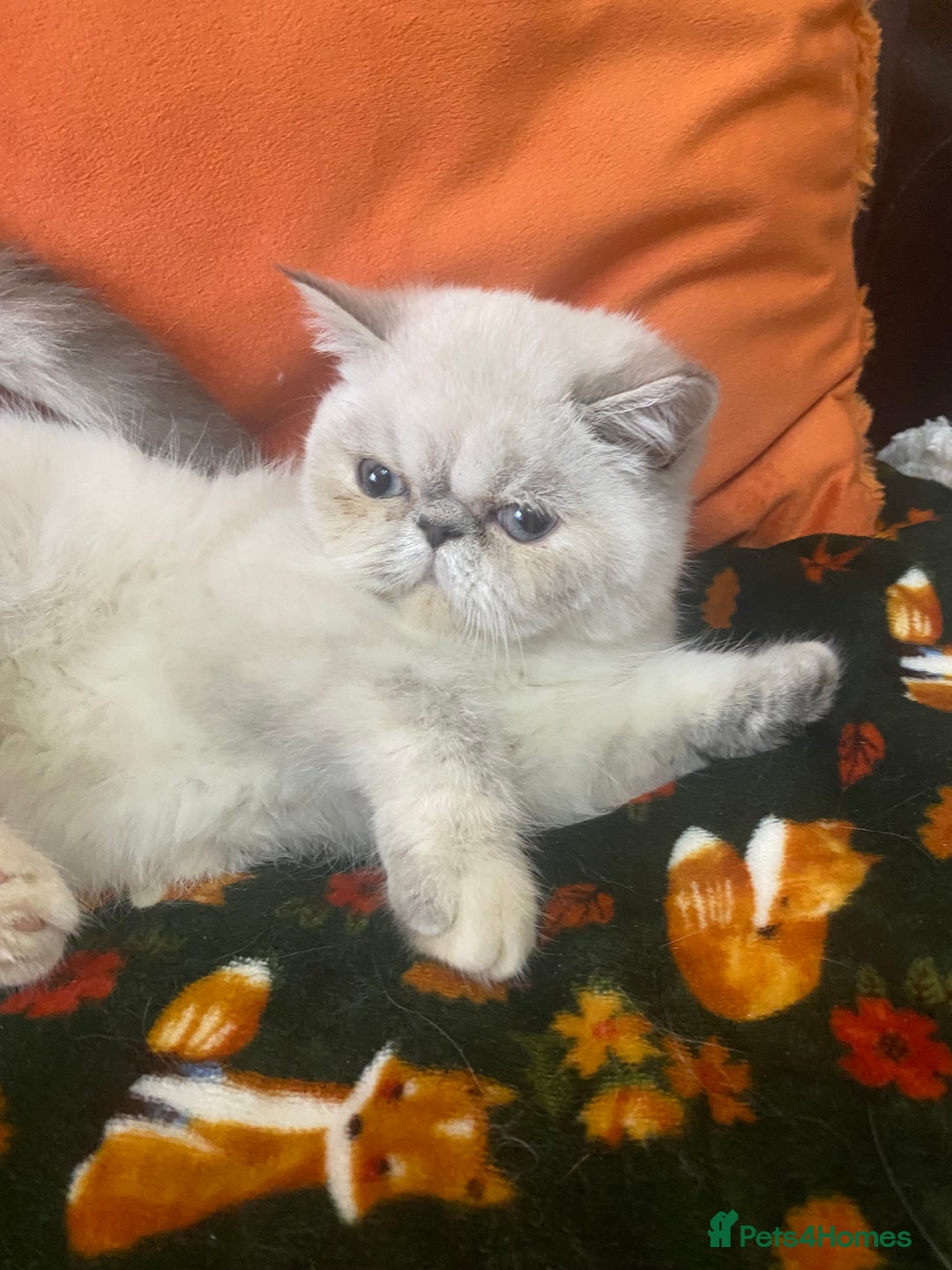 Exotic cats for sale: EXCEPTIONAL GCCF PERSIAN EXOTIC  - Image 18