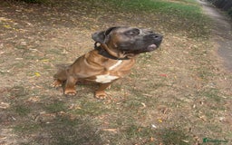 Cane Corso dogs for stud: 🔥Exceptional Formentino Cane Corso For Stud!🔥 in Waltham Abbey - Image 3