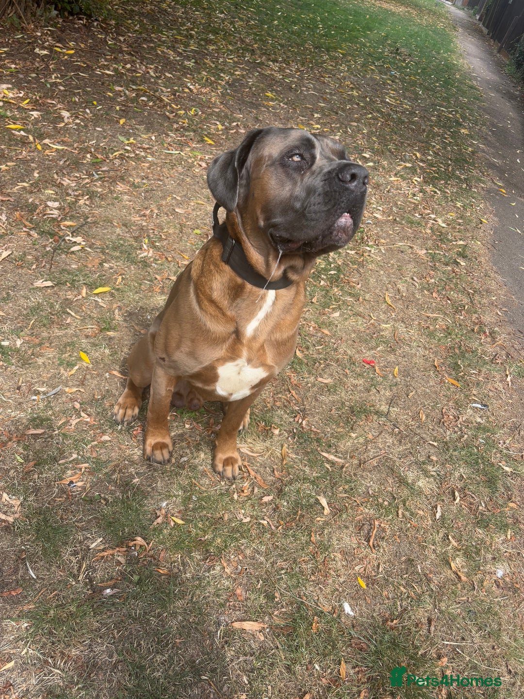 Cane Corso dogs for stud: 🔥Exceptional Formentino Cane Corso For Stud!🔥 in Waltham Abbey - Image 3