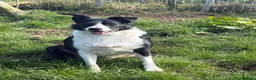 Border Collie dogs for sale: Beautiful 5 year old Collie - Advert 5