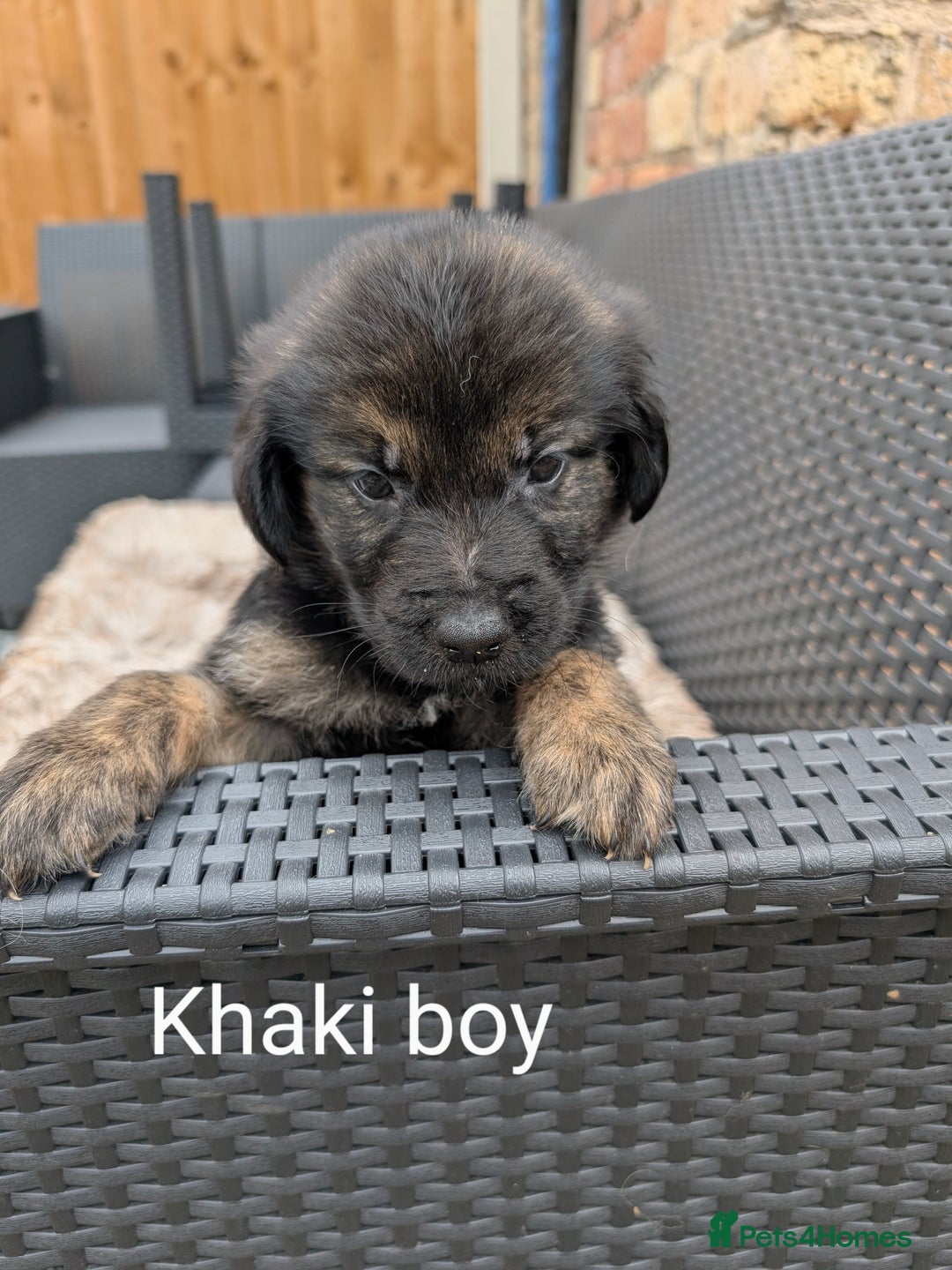 Mixed Breed dogs for sale: Golden Shepherd Puppies  - Image 27