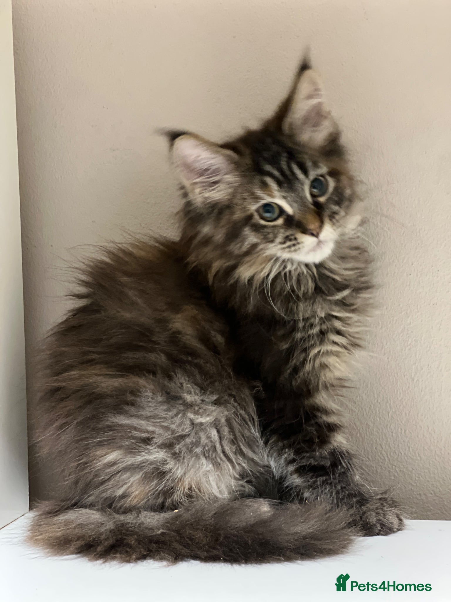 Maine Coon cats Pedigree Maine coons - Advert 1