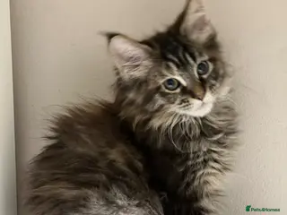 Maine Coon cats Pedigree Maine coons - Advert 1