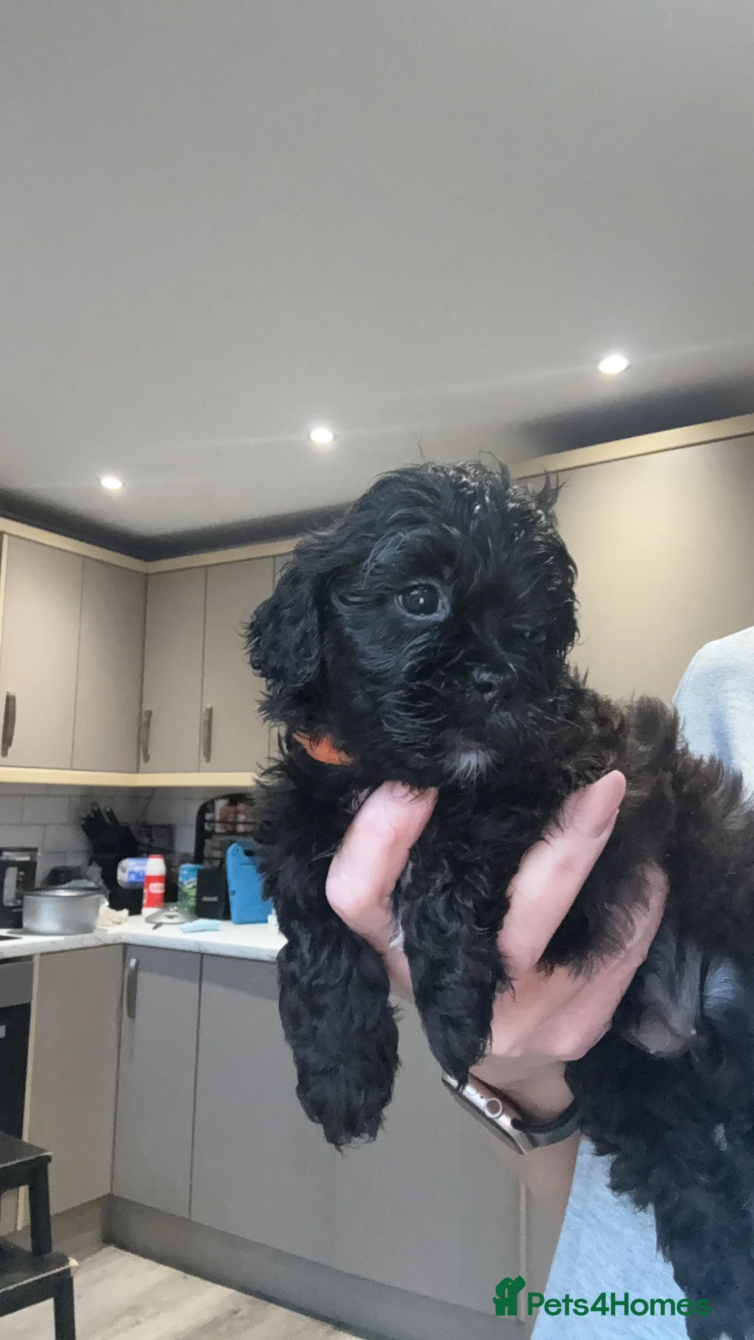 Shihpoo dogs for sale: Shihpoo f1 puppies  🩷🩷 - Advert 27