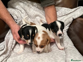 Jack Russell dogs - Advert 13