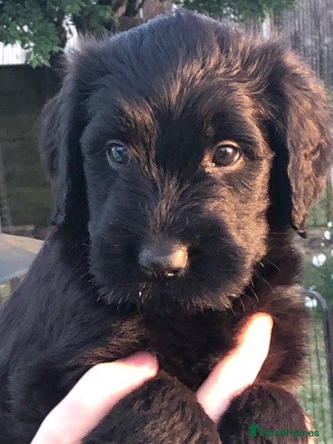 Briard dogs Briard Puppies  - Advert 2