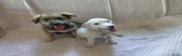 Mixed Breed dogs for adoption: ARNY - a Sweet Little Boy for a Loving Home - Advert 11