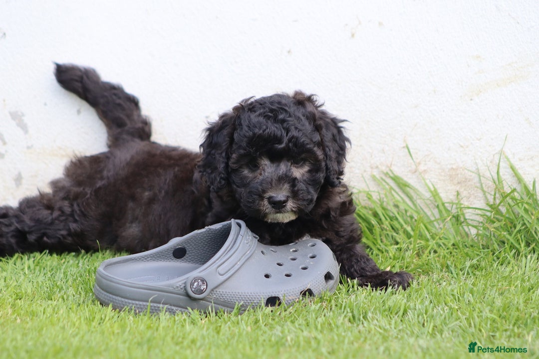 Cavapoochon dogs for sale: Beautiful Cavapoochon female puppy for sale - Image 2