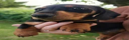Miniature Dachshund dogs for sale: perfect true to type miniature Dachshund puppies   - Advert 10
