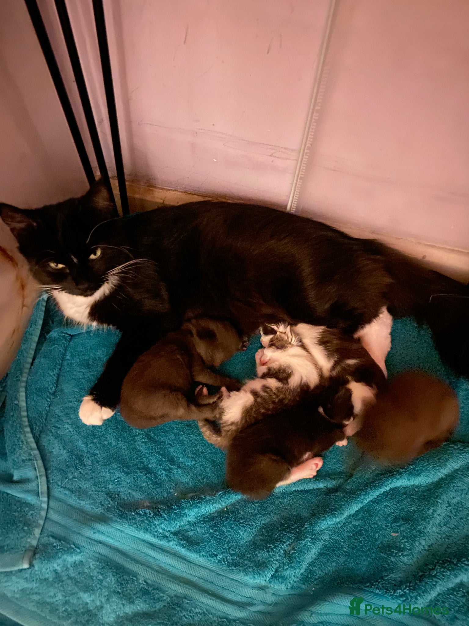 Mixed Breed cats Four kittens left  - Advert 9