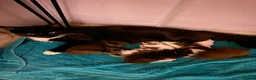 Mixed Breed cats for sale: Four kittens left  - Advert 1