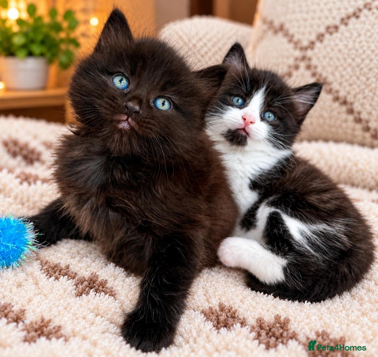 Mixed Breed cats for sale: Gorgeous 5 Adorable Kittens Ready For Home 💕 - Advert 1