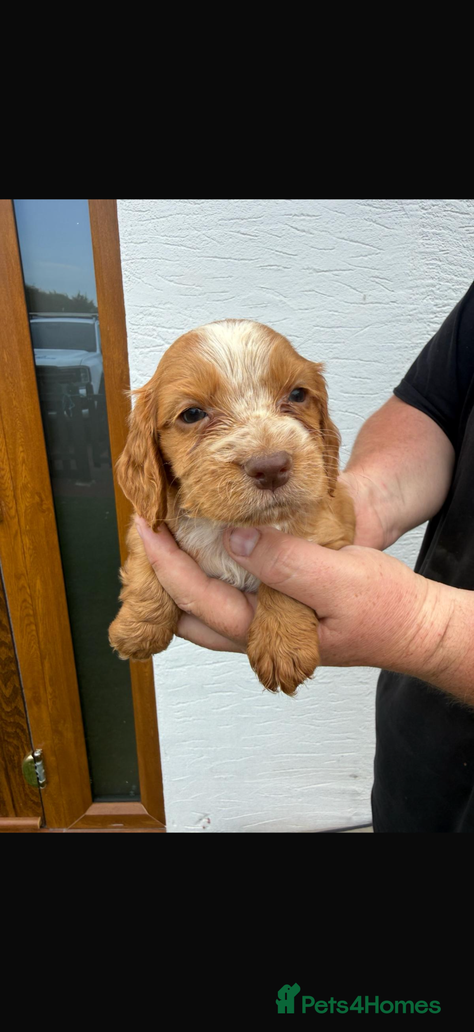 Cocker Spaniel dogs Cocker spaniel puppies  - Advert 2