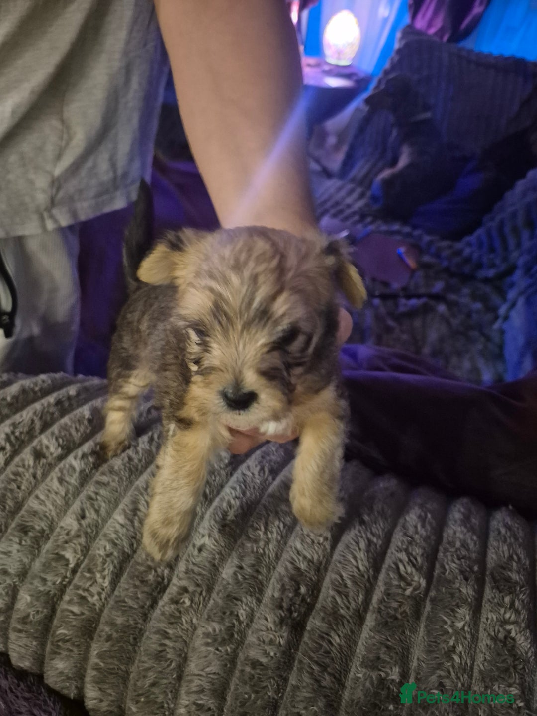 Mixed Breed dogs for sale: Mums a Parsons terrier. Dads a corgie-bassett - Image 1