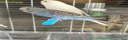 Budgerigars birds for sale: Baby budgies for sale  - Advert 6