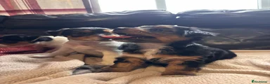 Jack Russell 3