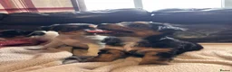 Jack Russell dogs for sale: 🐶 PURE JACK RUSSELL PUPPIES FOR SALE - Advert 3