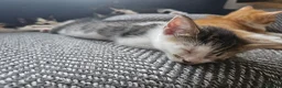 Mixed Breed cats for sale: 6 kittens, 2 ginger, 1 gray, and 3 black and white - Advert 9