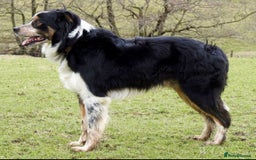 Border Collie dogs for sale: ISDS Registered Male puppies  - Image 9