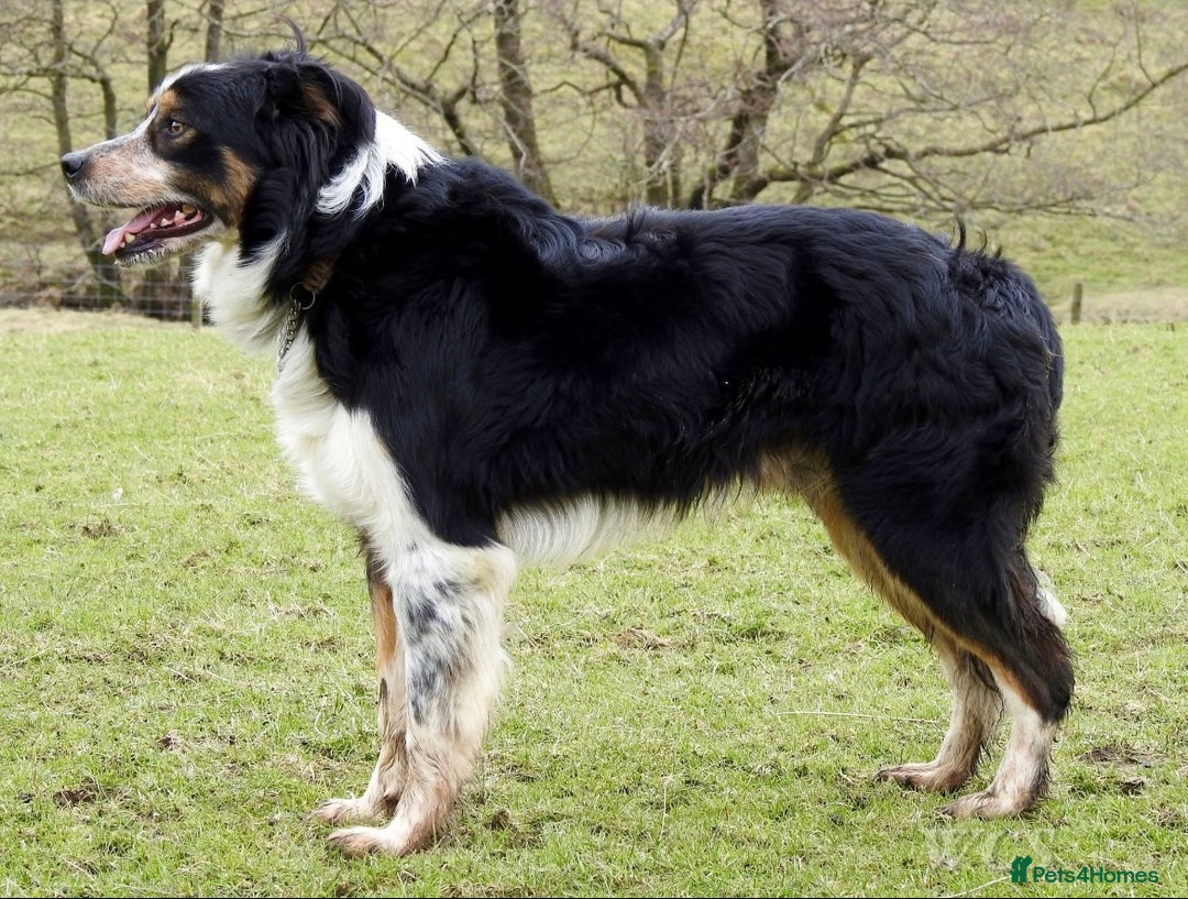 Border Collie dogs for sale: ISDS Registered Male puppies  - Image 9