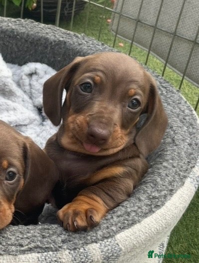 Miniature Dachshund dogs Chocolate and tan miniature dachshund puppies  - Advert 1