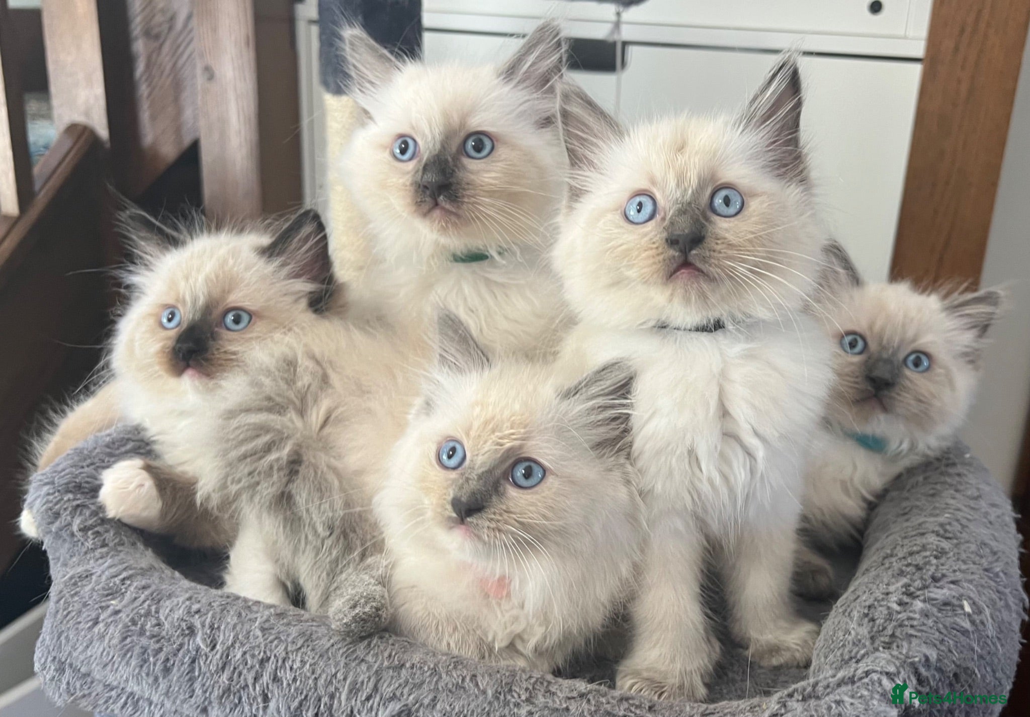 Ragdoll cats 🐾 Ragdoll Kittens 🐾 - Advert 2