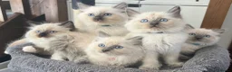 Ragdoll cats for sale: 🐾 Ragdoll Kittens 🐾 - Advert 1
