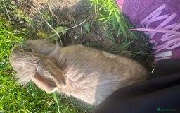 Lionhead rabbits for sale: 5 female lionhead x  - Image 4