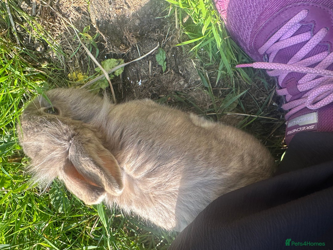 Lionhead rabbits for sale: 5 female lionhead x  - Image 4