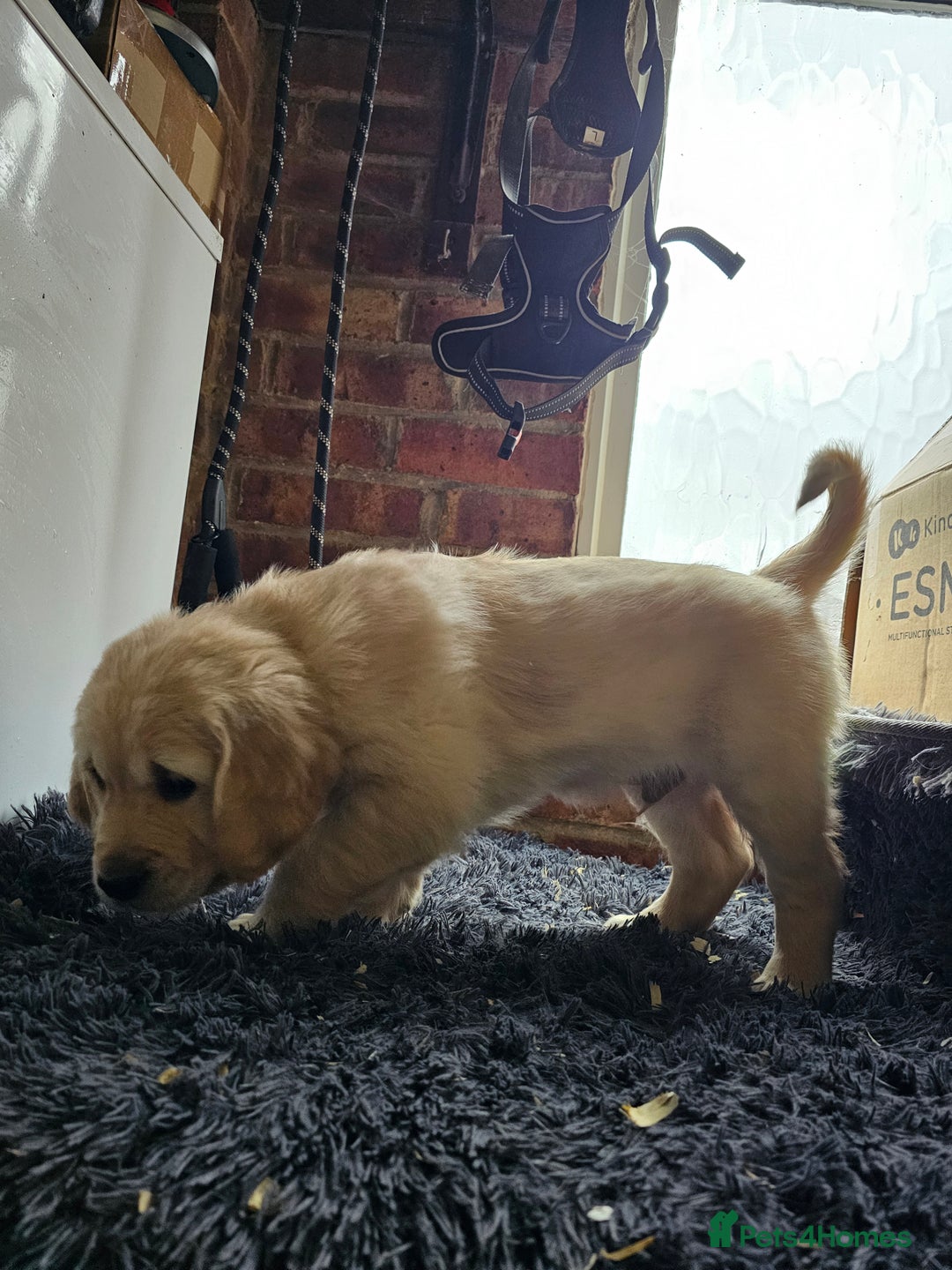 Golden Retriever dogs for sale: Golden Retriever puppy's  Ready to leave now  - Advert 9