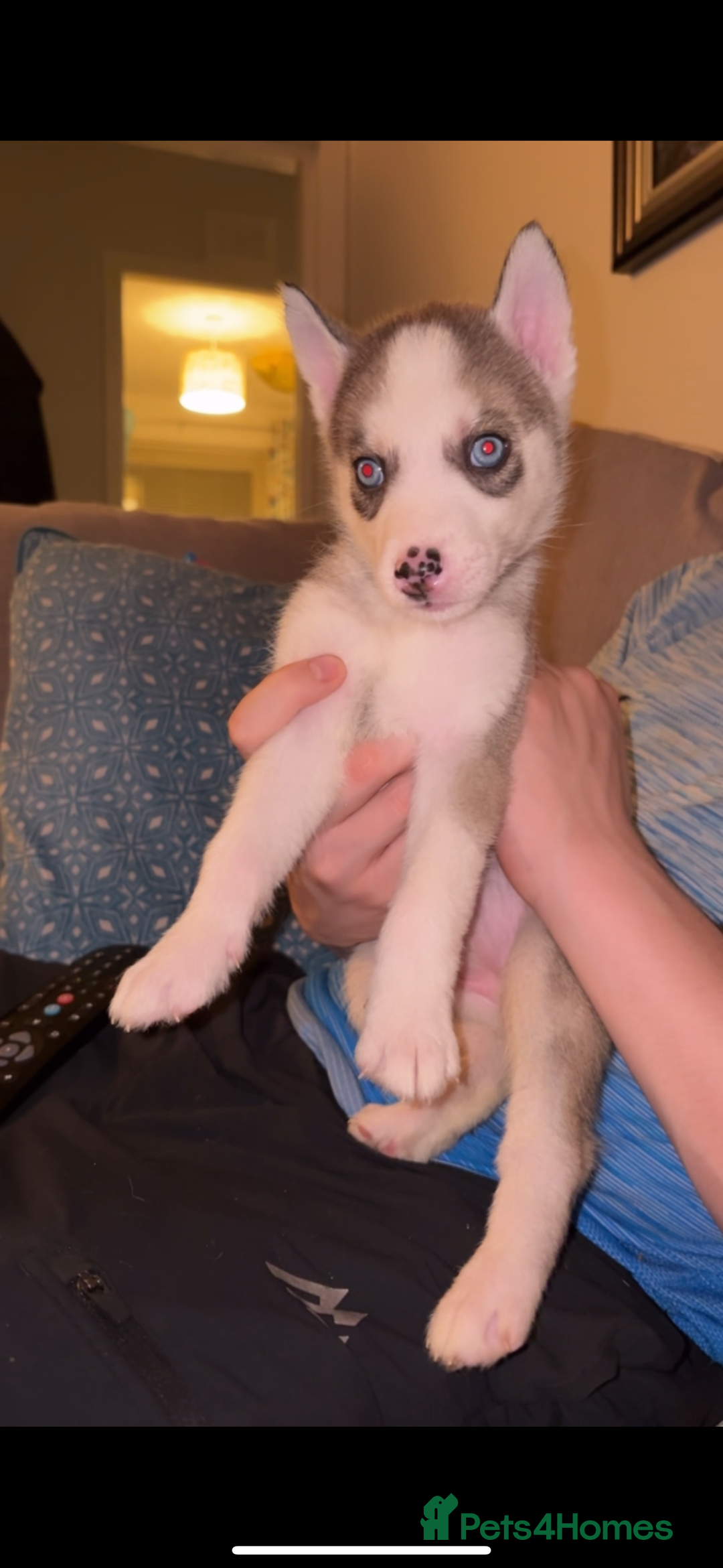 Siberian Husky dogs for sale: Husky puppies - Image 6