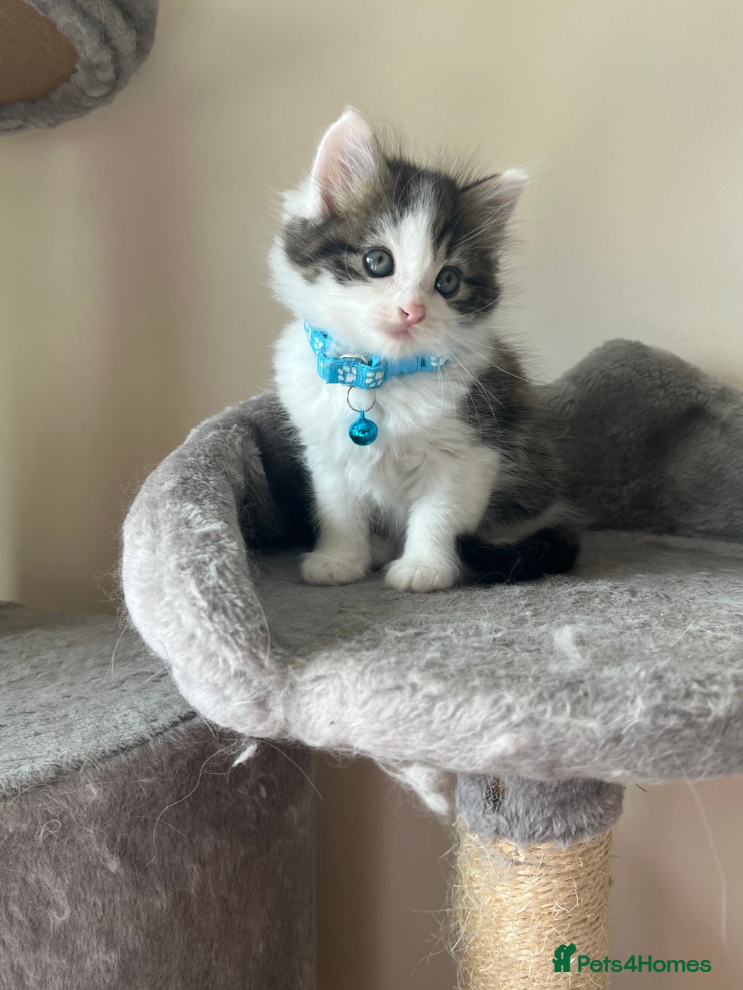 Turkish Angora cats for sale: Turkish Angora/ Ragdoll kittens for SALE !!! - Image 9