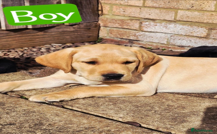 Labrador Retriever dogs - Advert 1