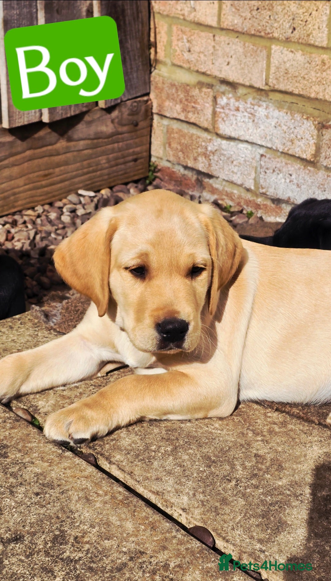 Labrador Retriever dogs for sale: Adorable Labrador Retriever Puppies  🐶💛 - Image 4