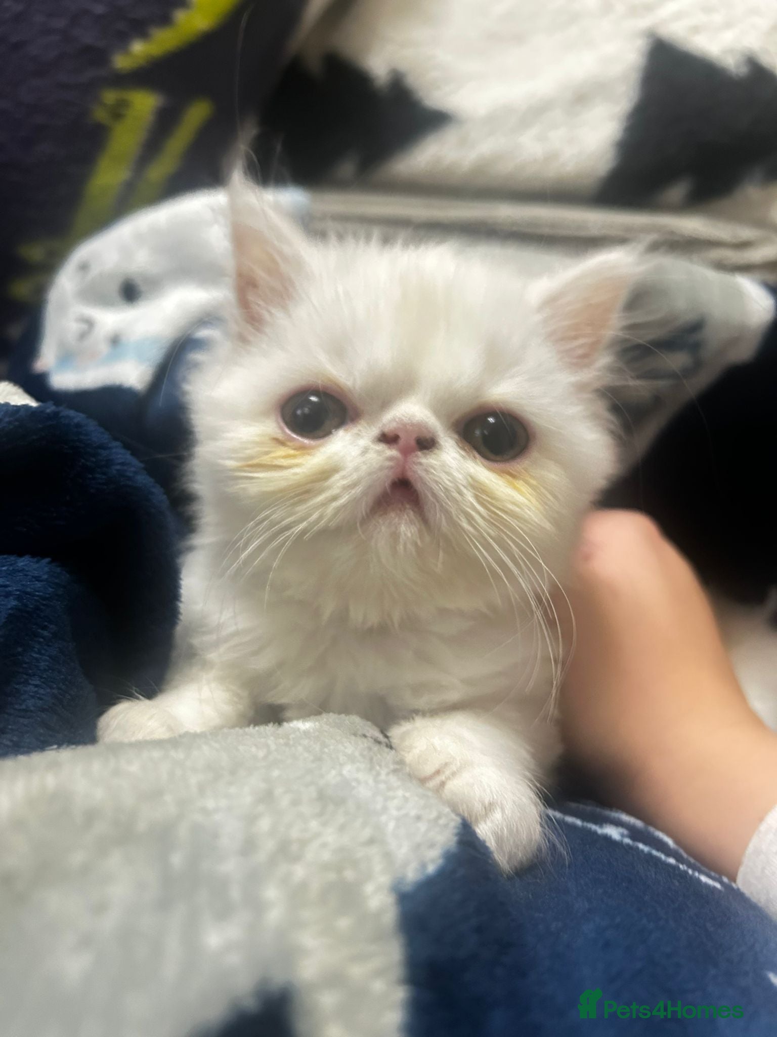 Persian cats Beautiful Persian kittens - Advert 8