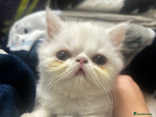 Persian cats Beautiful Persian kittens - Advert 9