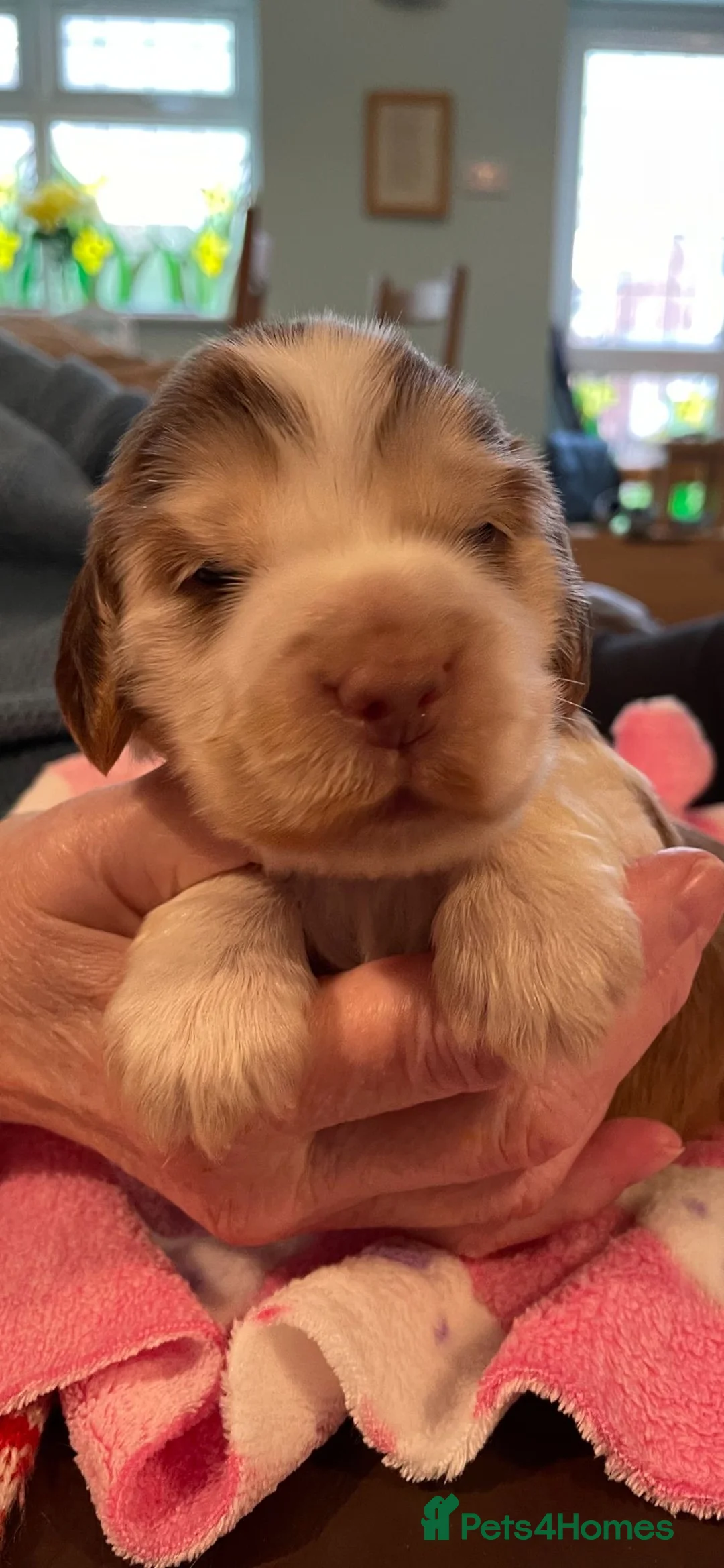 Cocker Spaniel dogs for stud: KC Reg Show Cocker Spaniel- Extensively DNA tested in Warrington - Advert 37