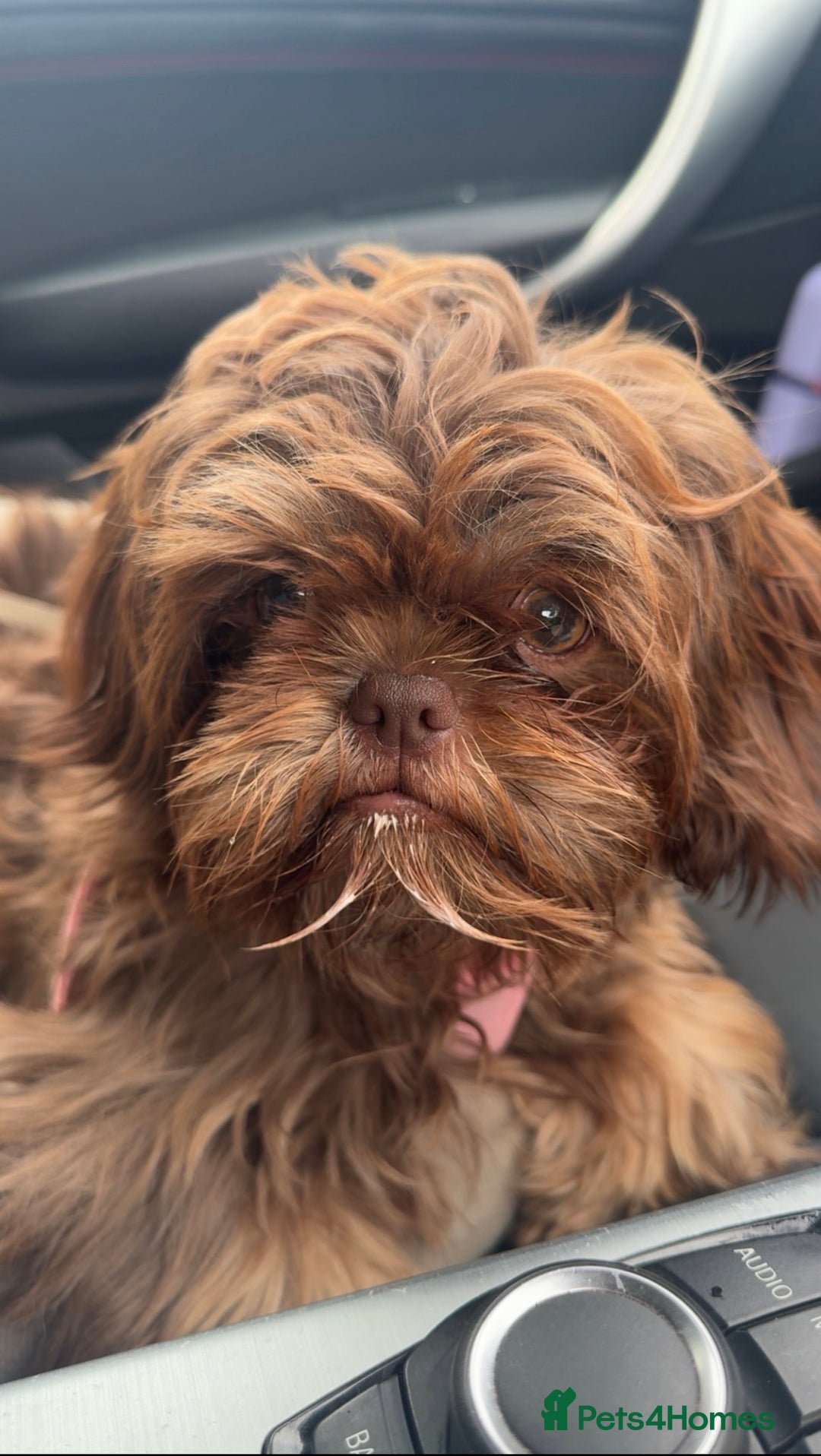 Shih Tzu dogs for sale: Chocolate imperial Shih Tzu - Advert 3