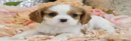 Cavalier King Charles Spaniel dogs for sale: HEALTH TESTED KC Cavalier King Charles Spaniels - Advert 13