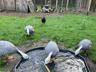 Geese poultry Various waterfowl ducks and geese - Advert 1