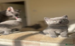 Russian Blue cats for sale: Gorgeous Russian blue/British Shorthair kittens - Advert 8
