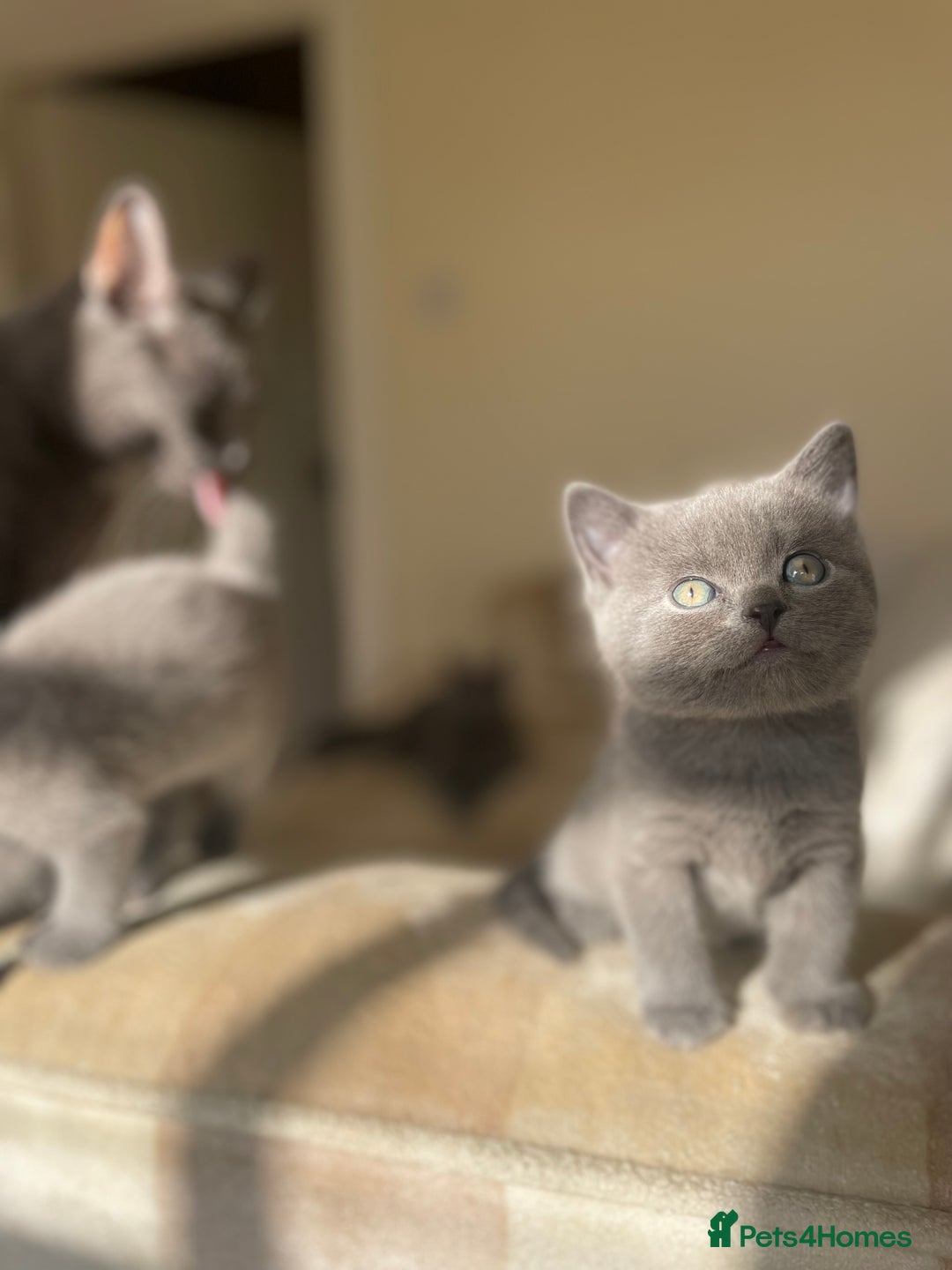 Russian Blue cats for sale: Gorgeous Russian blue/British Shorthair kittens - Advert 8