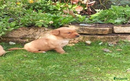 Golden Retriever dogs for sale: GOLDEN RETRIEVER  - Image 5