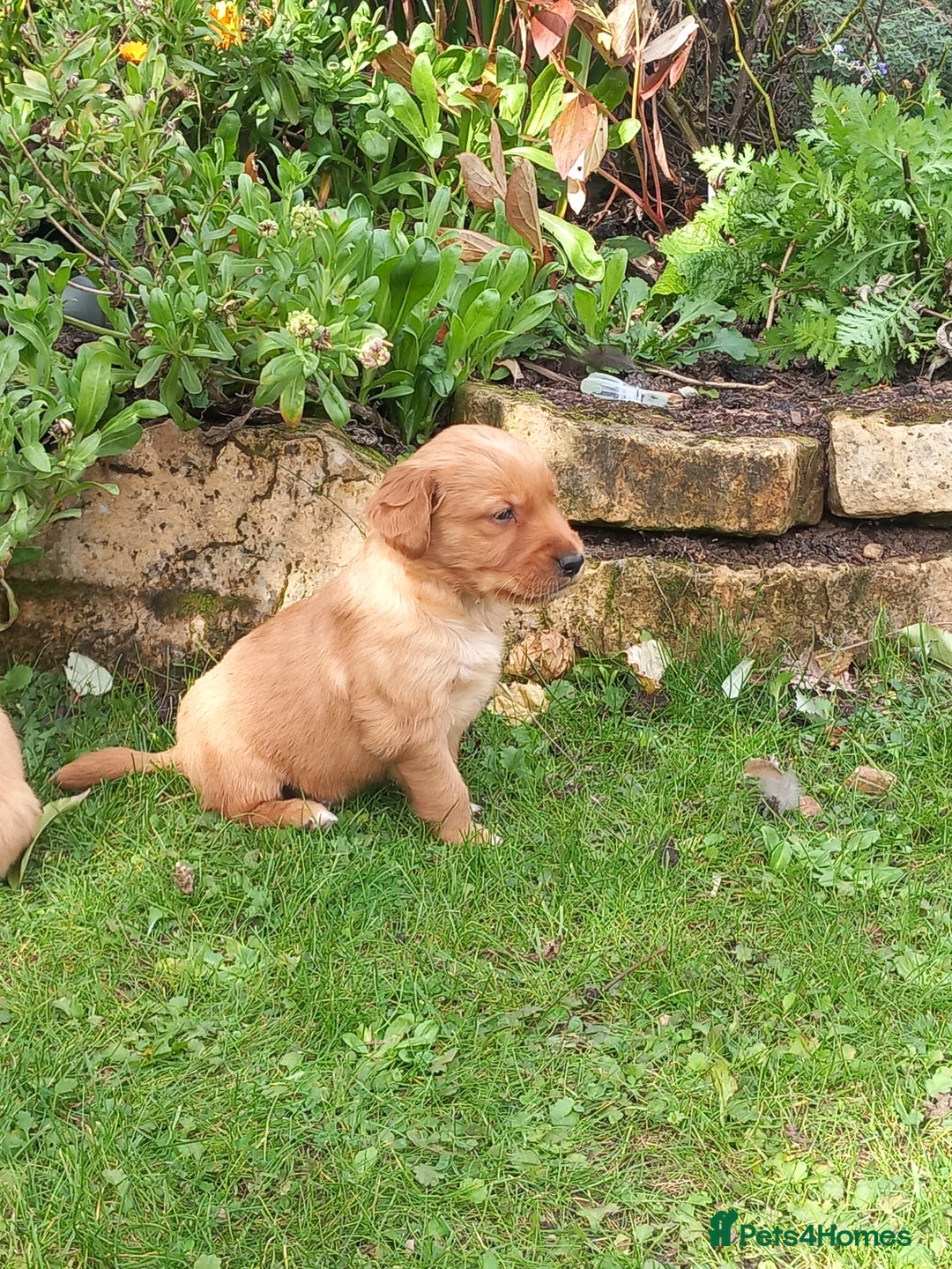 Golden Retriever dogs for sale: GOLDEN RETRIEVER  - Image 5