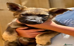 German Shepherd dogs for sale: Awesome Male Kennel Club Reg’d GSD Pups  in Sturminster Newton - Image 10