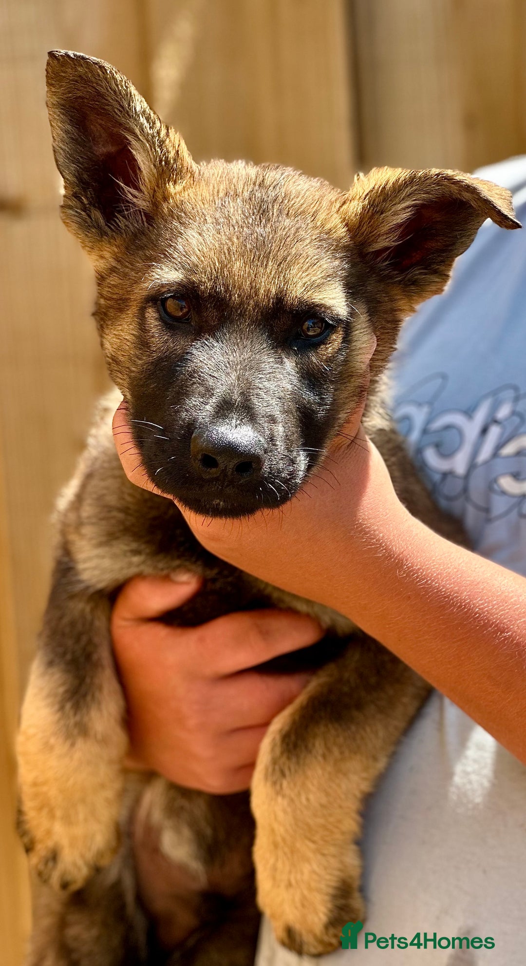 German Shepherd dogs for sale: Awesome Male Kennel Club Reg’d GSD Pups  in Sturminster Newton - Image 10